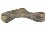 Hadrosaur (Hypacrosaur) Humerus with Metal Stand - Montana #148785-7